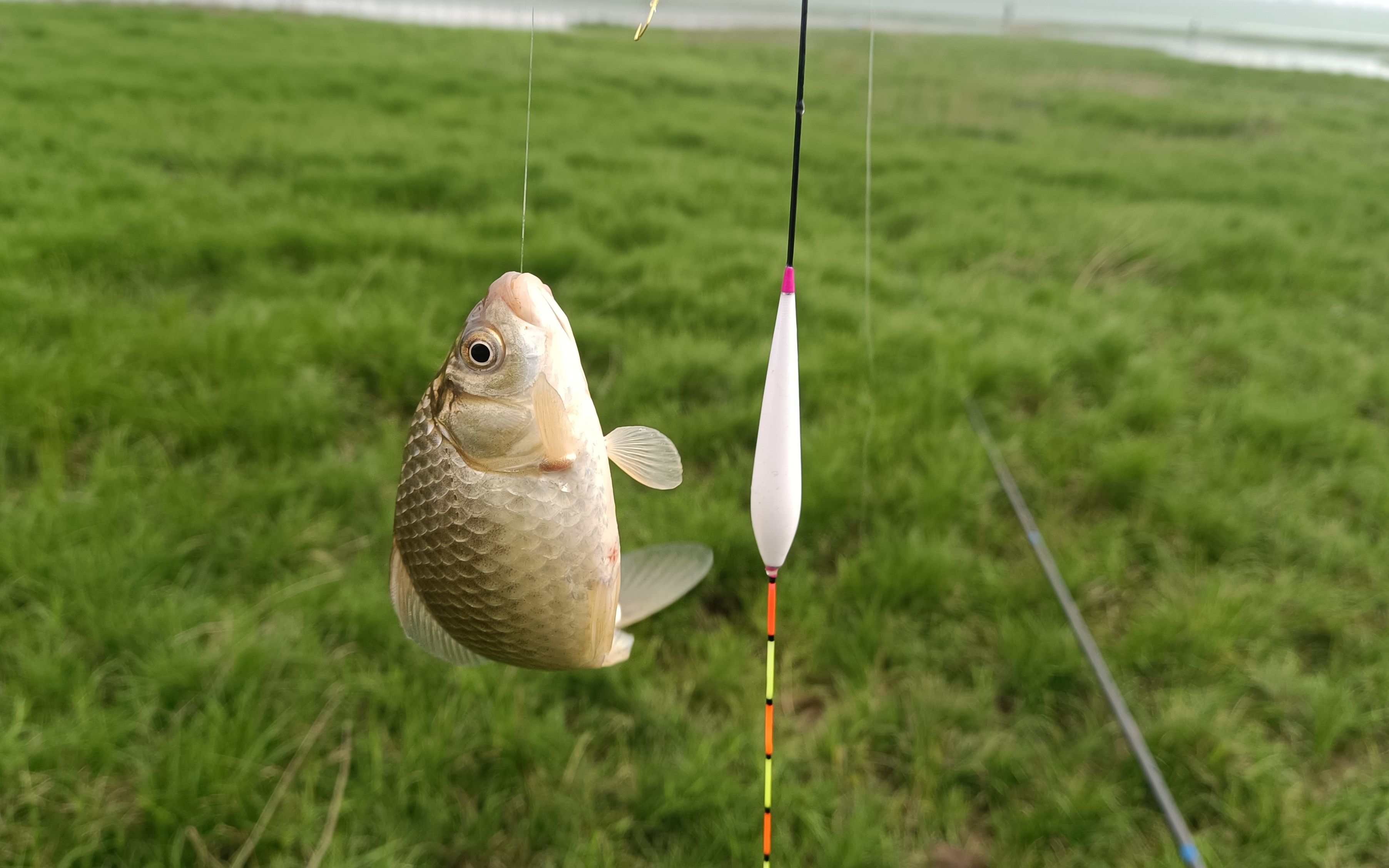 悬坠钓改跑铅钓,加铅多少为好?