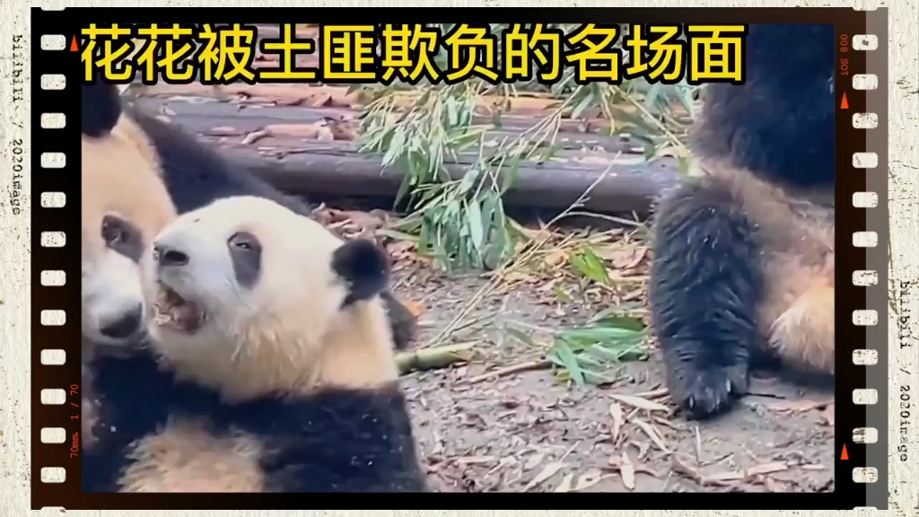 花花和几位士匪大熊猫