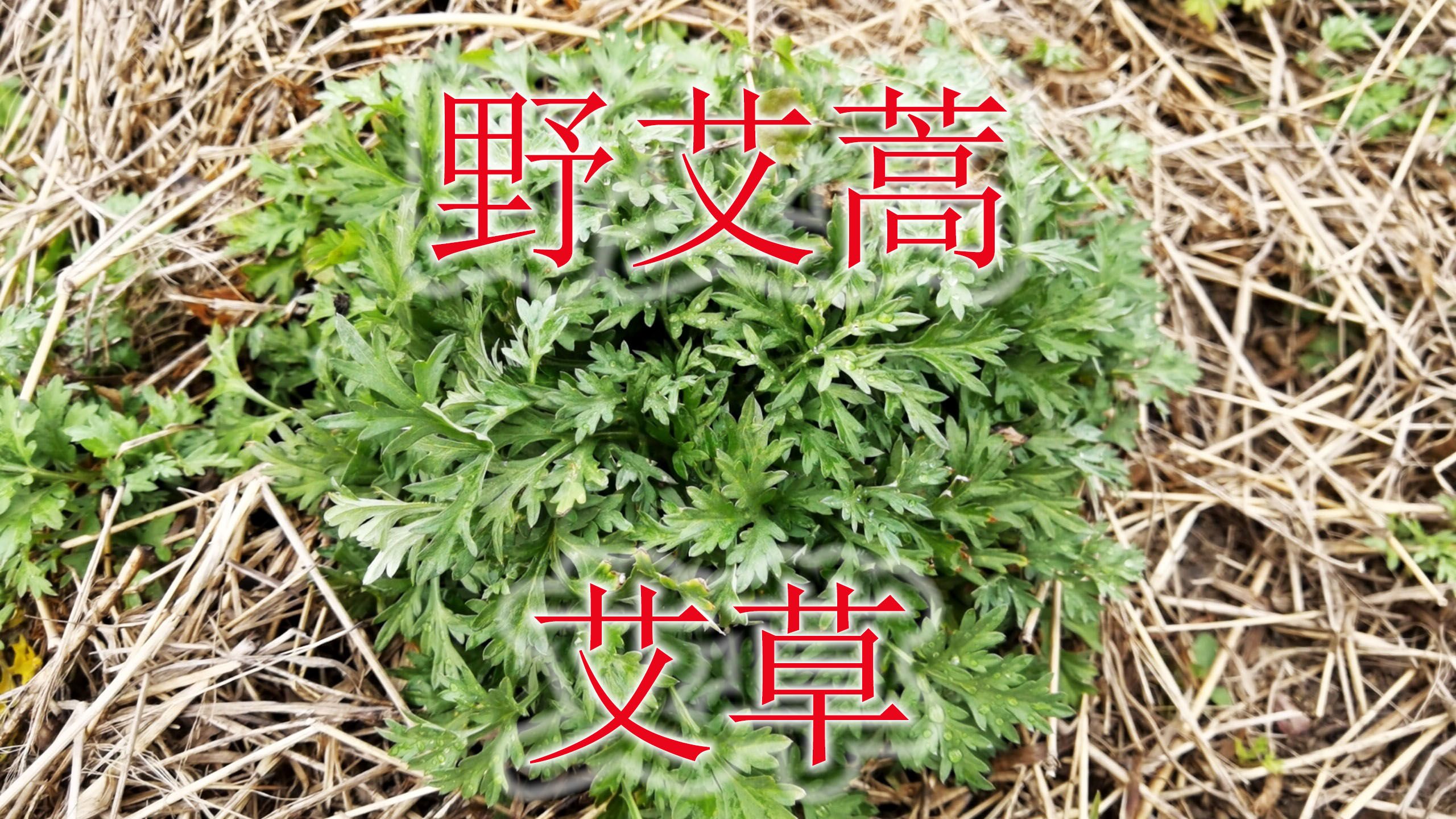 农村野艾蒿名叫“艾草”,独特美食糕点不可少,懂得用是个宝哔哩哔哩bilibili