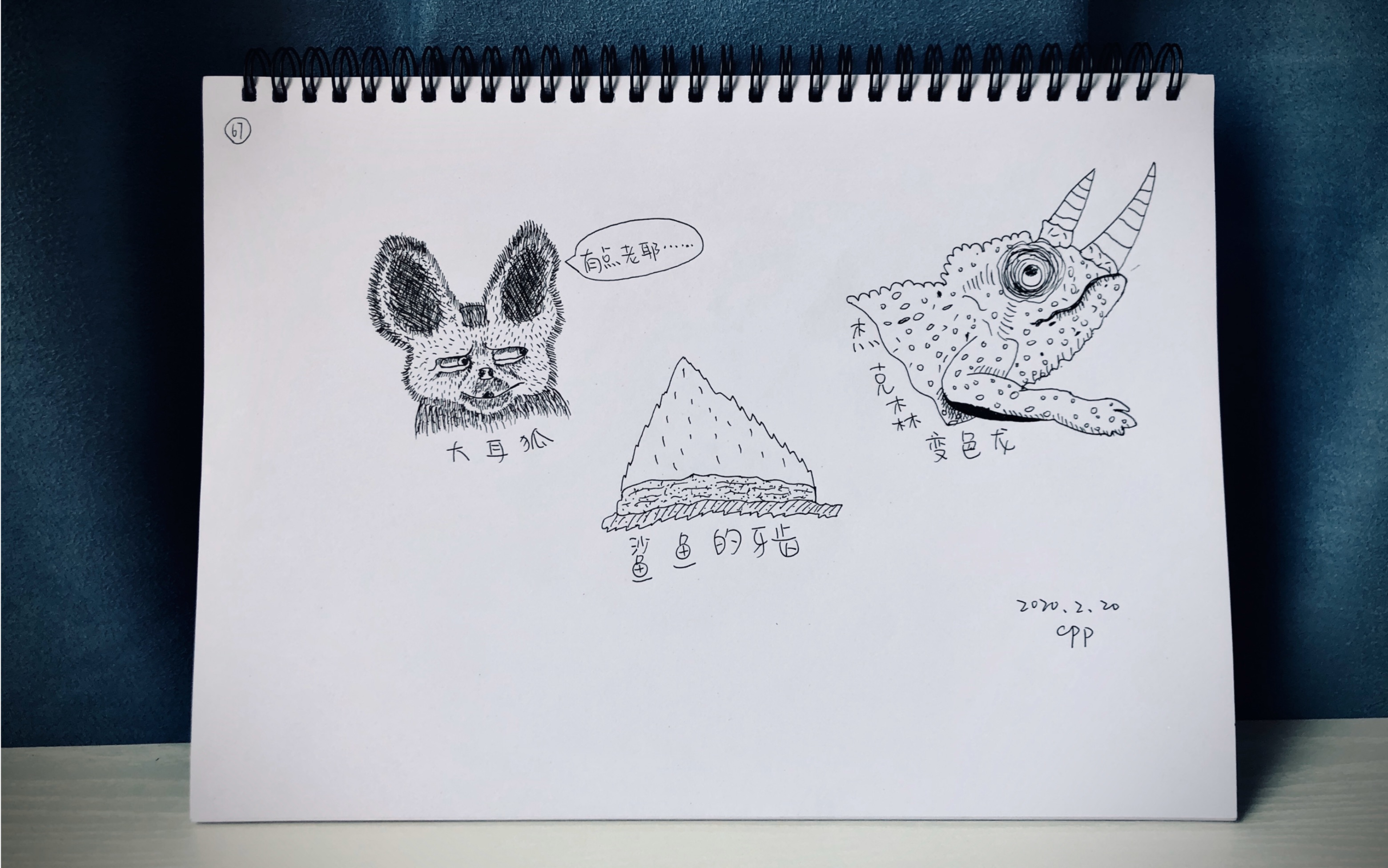 002【画个画】这只大耳狐有点老