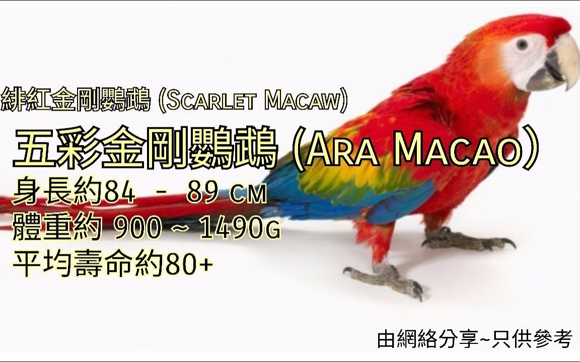 鹦鹉品种分享介绍 ~五彩金刚鹦鹉 (Ara Macao) 绯红金刚鹦鹉 (Scarlet Macaw)哔哩哔哩bilibili