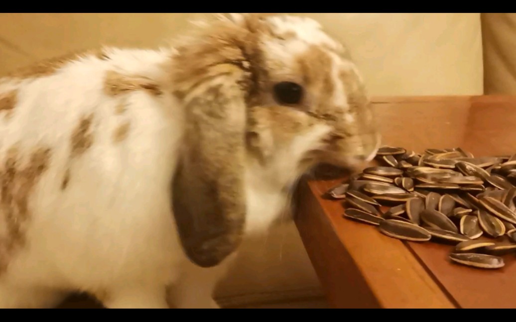 活动作品一只会嗑瓜子的吐叽