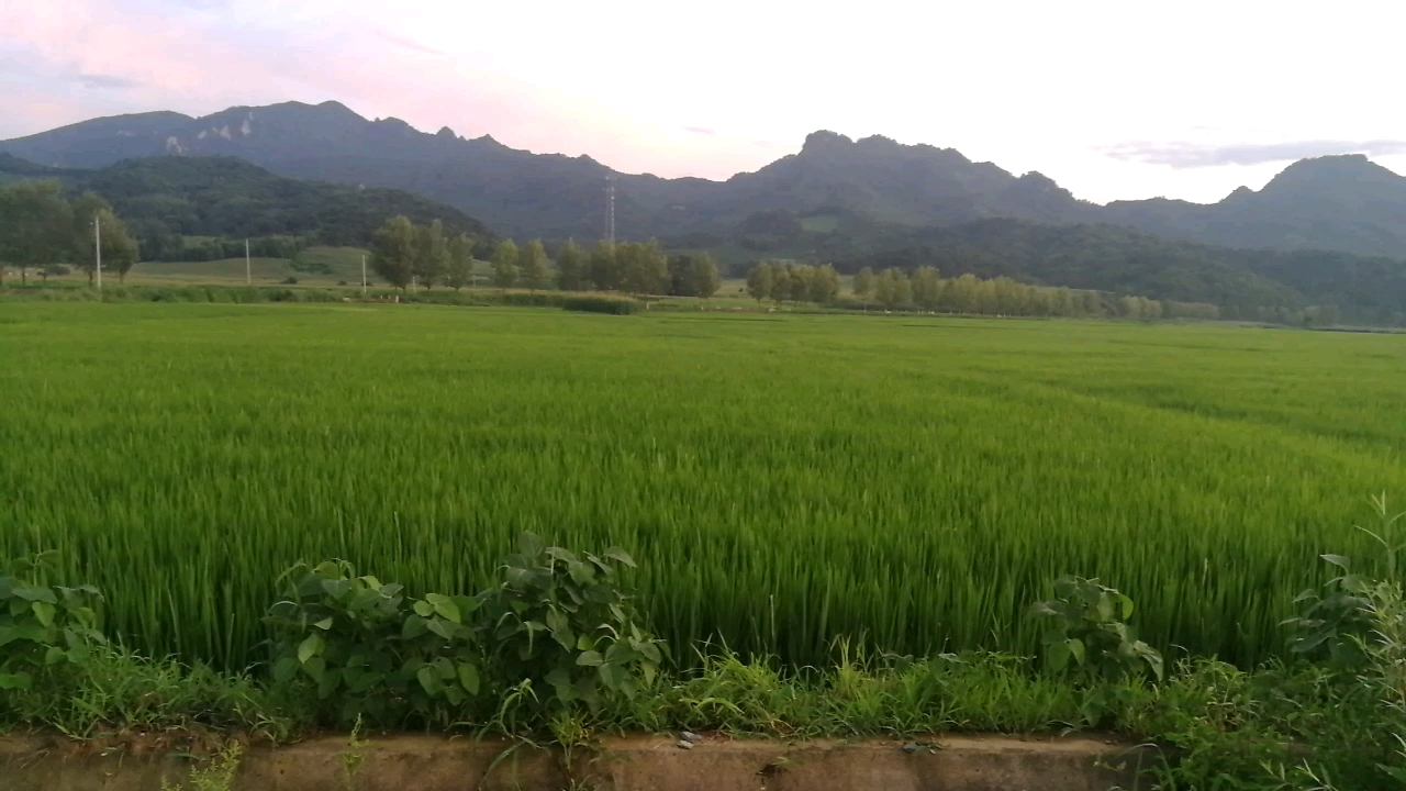 夏天东北乡下风景