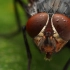 【科普】苍蝇的艺术之美眼睛 翅膀 身体，美赞了