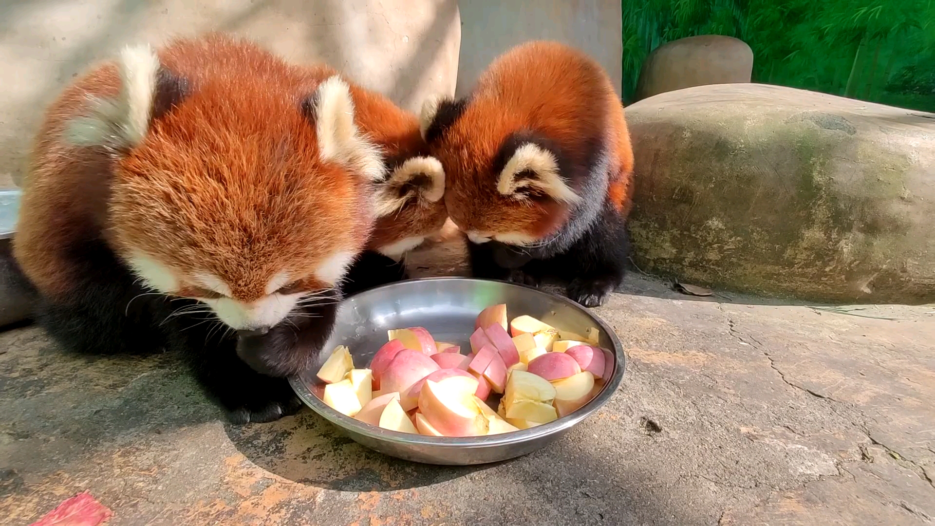 小熊猫吃苹果
