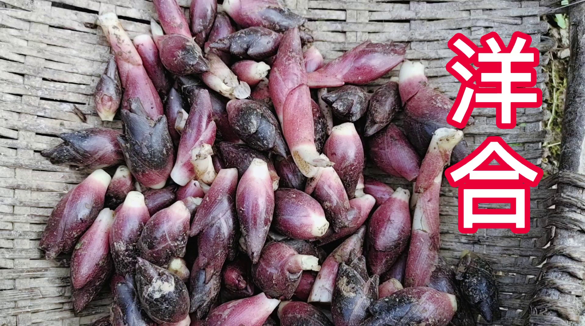 新鲜的洋合掰回来炒一大盘,在农村是一道开胃的下