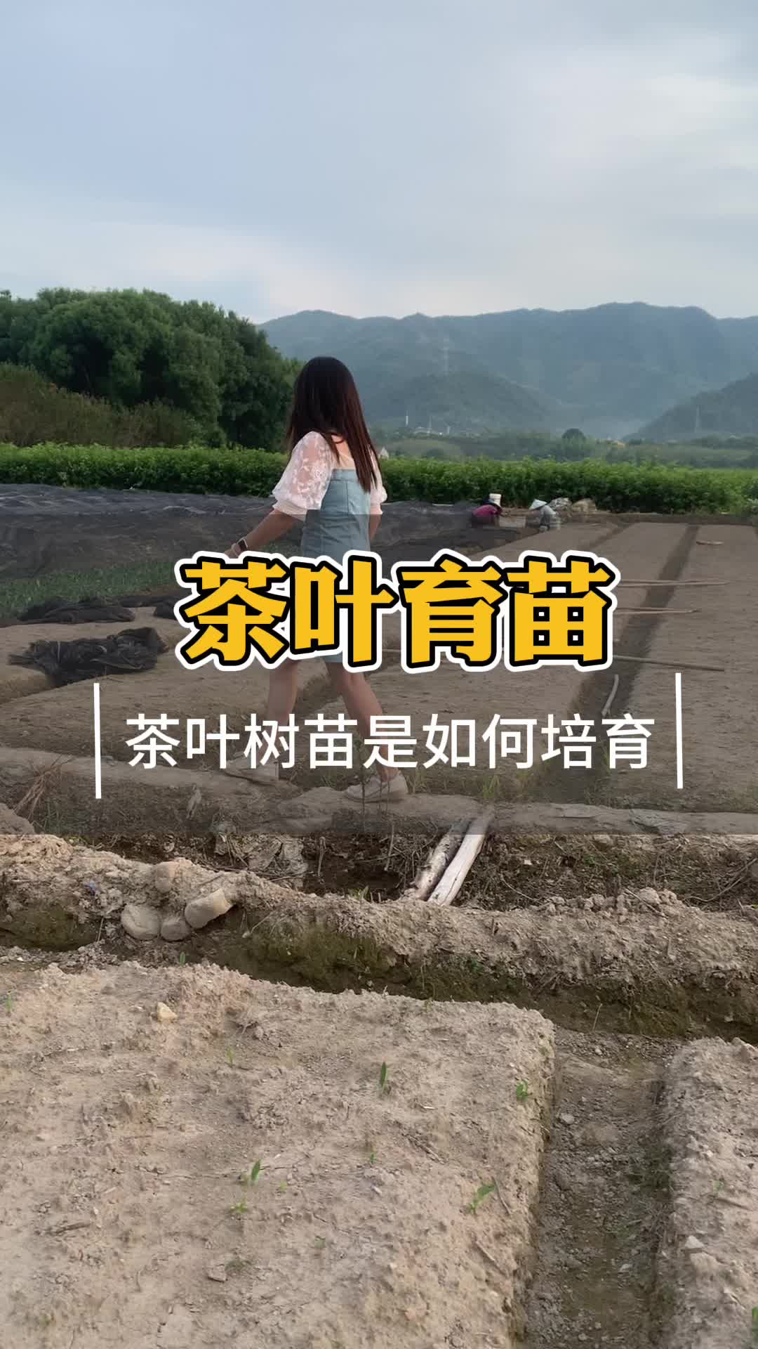 茶叶苗如何培育 茶树苗种植时间哔哩哔哩bilibili