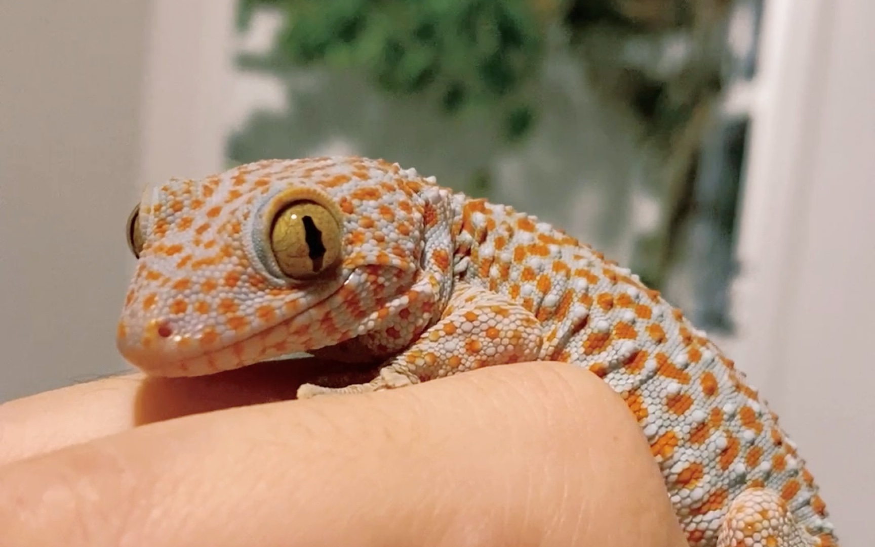 是一只(温柔的)大守宫呢