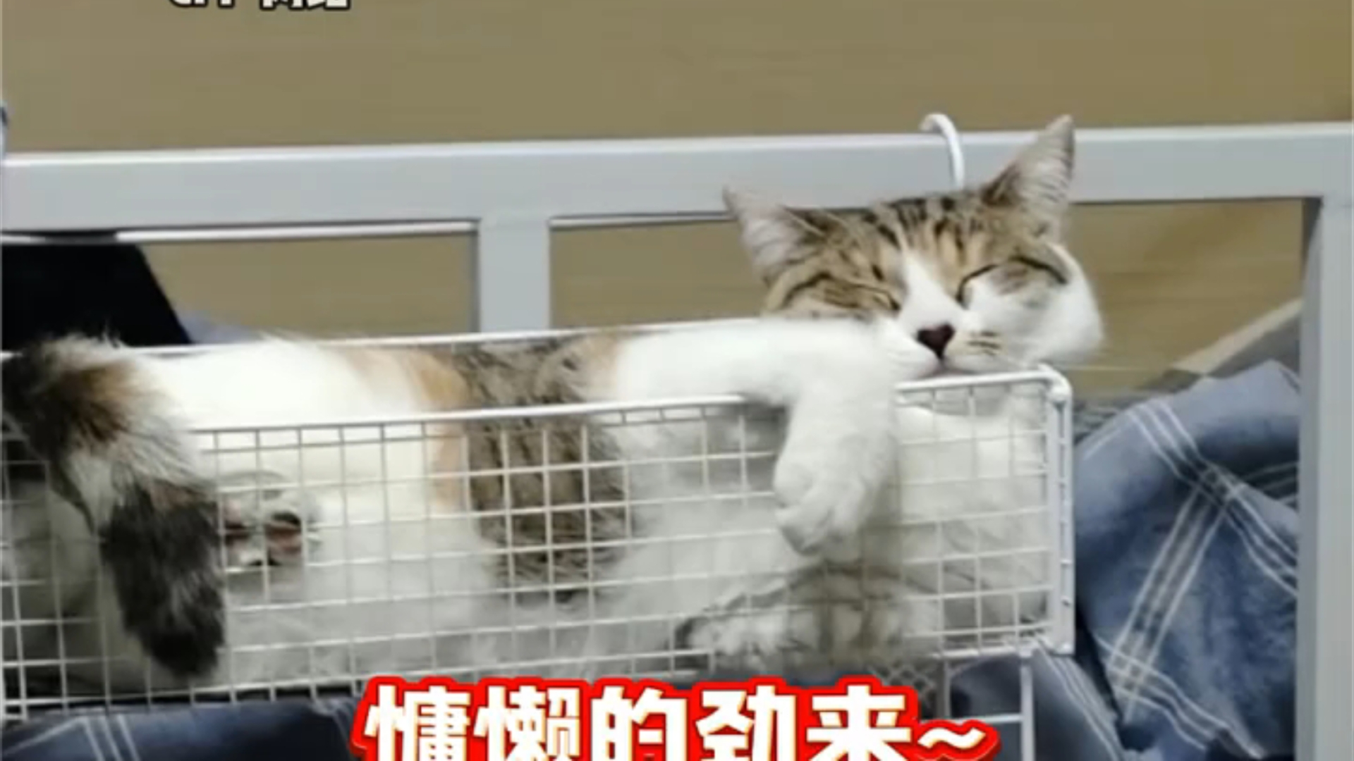 大家养在宿舍的猫猫都是怎么被发现的呢𐟘Š哔哩哔哩bilibili