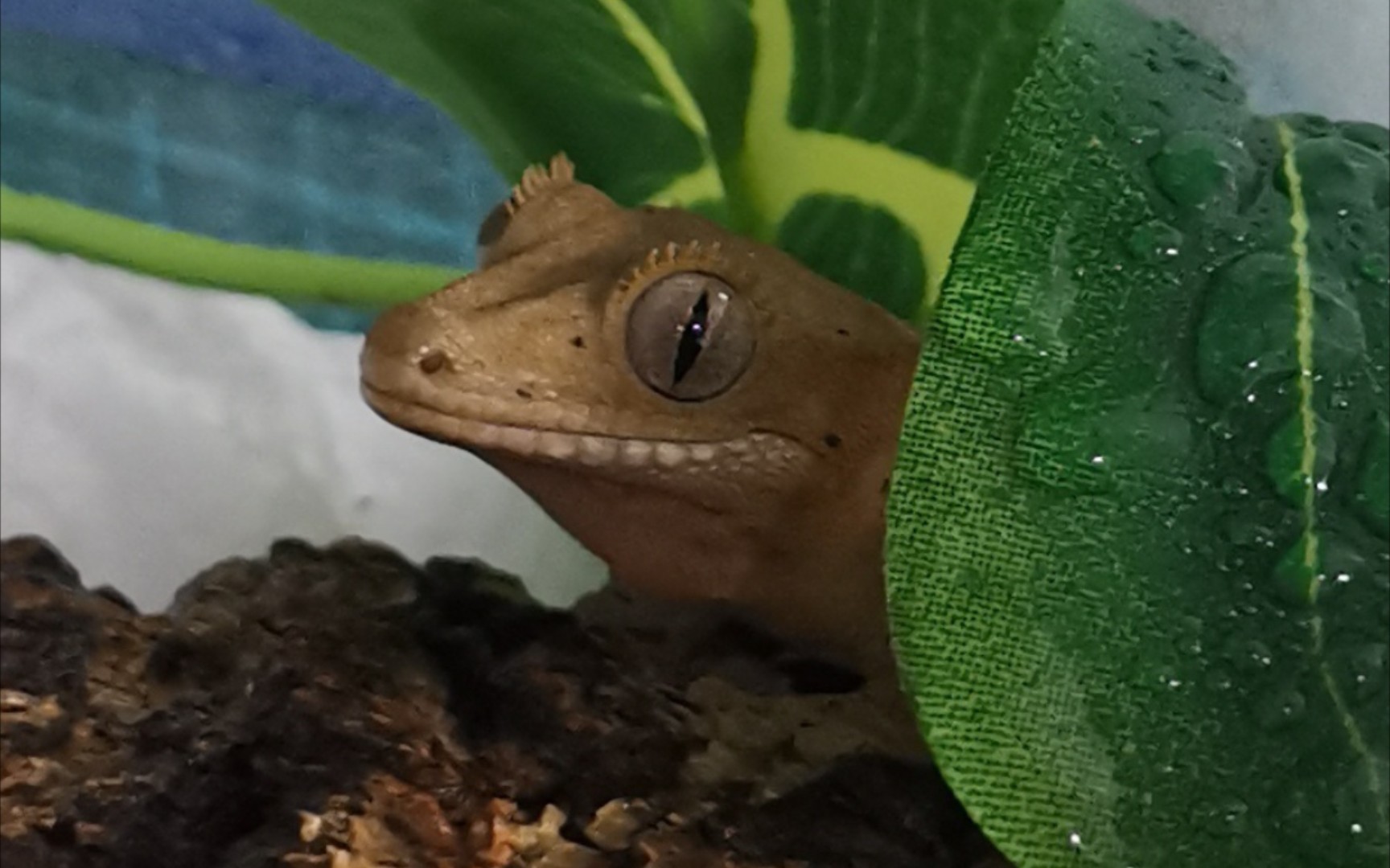 【睫角守宫】cila 像个丑丑小青蛙