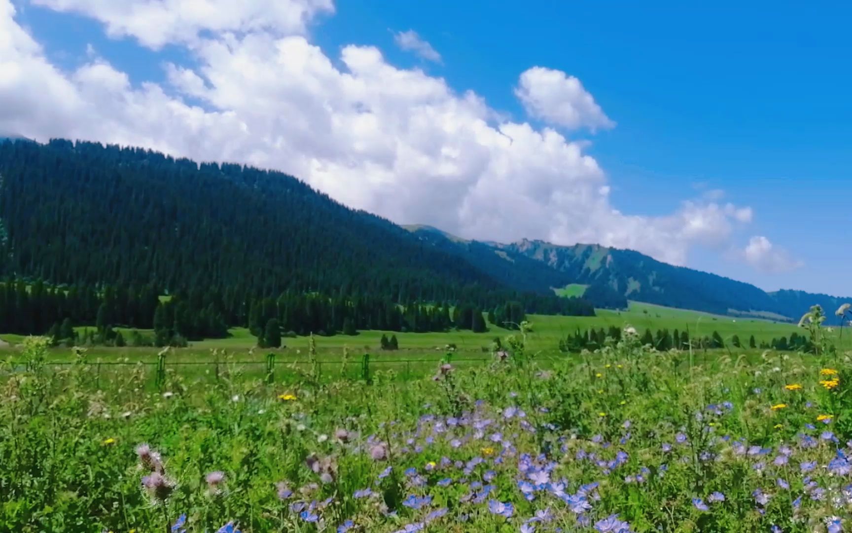 伊犁 #百里画廊 #自驾新疆南北大环线 #美丽新疆