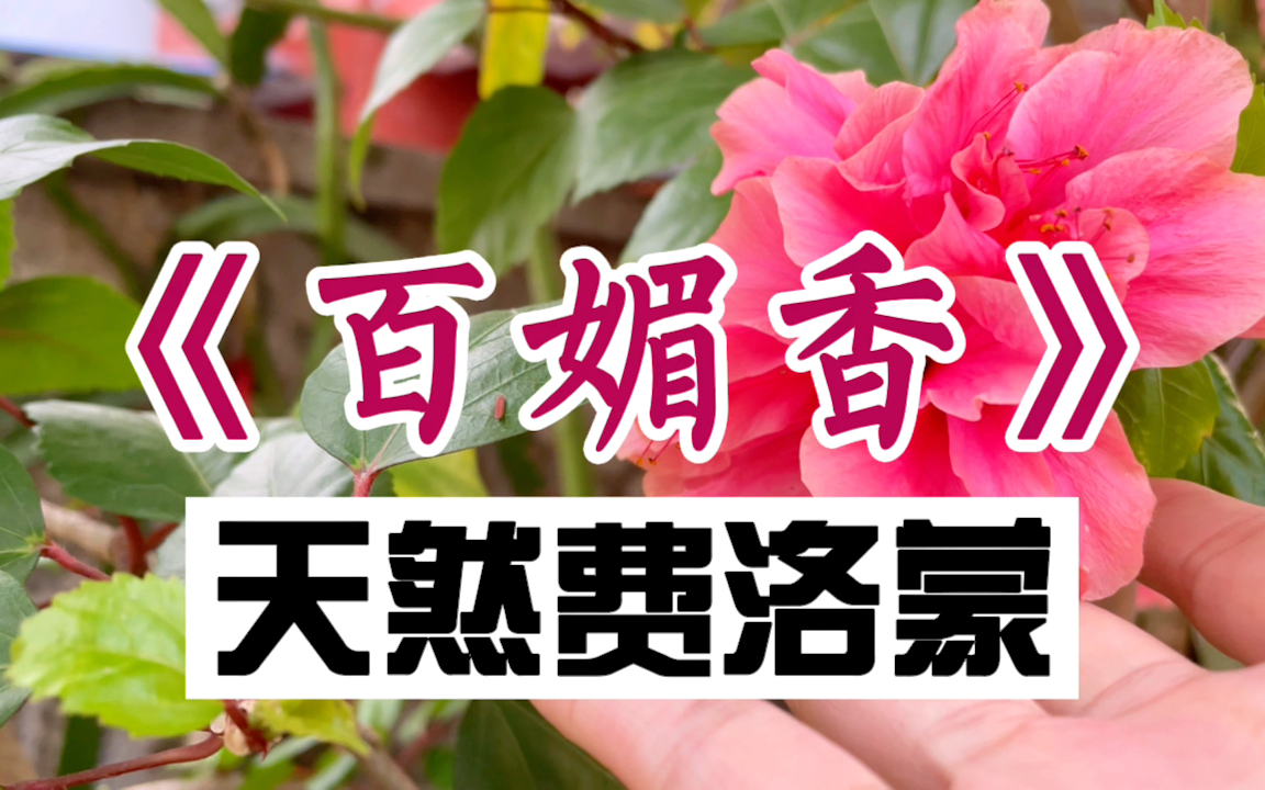 【古法香薰手串】简单又好闻的香方/非遗手工制香/费洛蒙/春宵百媚香/逗情香/花香/合香珠/苏合油/传统文化/香道哔哩哔哩bilibili