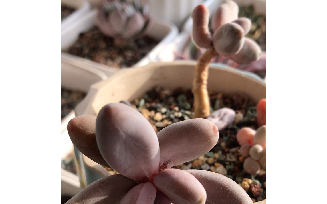 多肉植物 红手指 Pachysedum Ganzhou 跨属杂交品种 扁圆柱状 长圆型叶片 无叶尖但尖端部分圆形 叶片肥厚圆润 叶片光滑有微量粉 灰红色至紫红色哔哩哔...