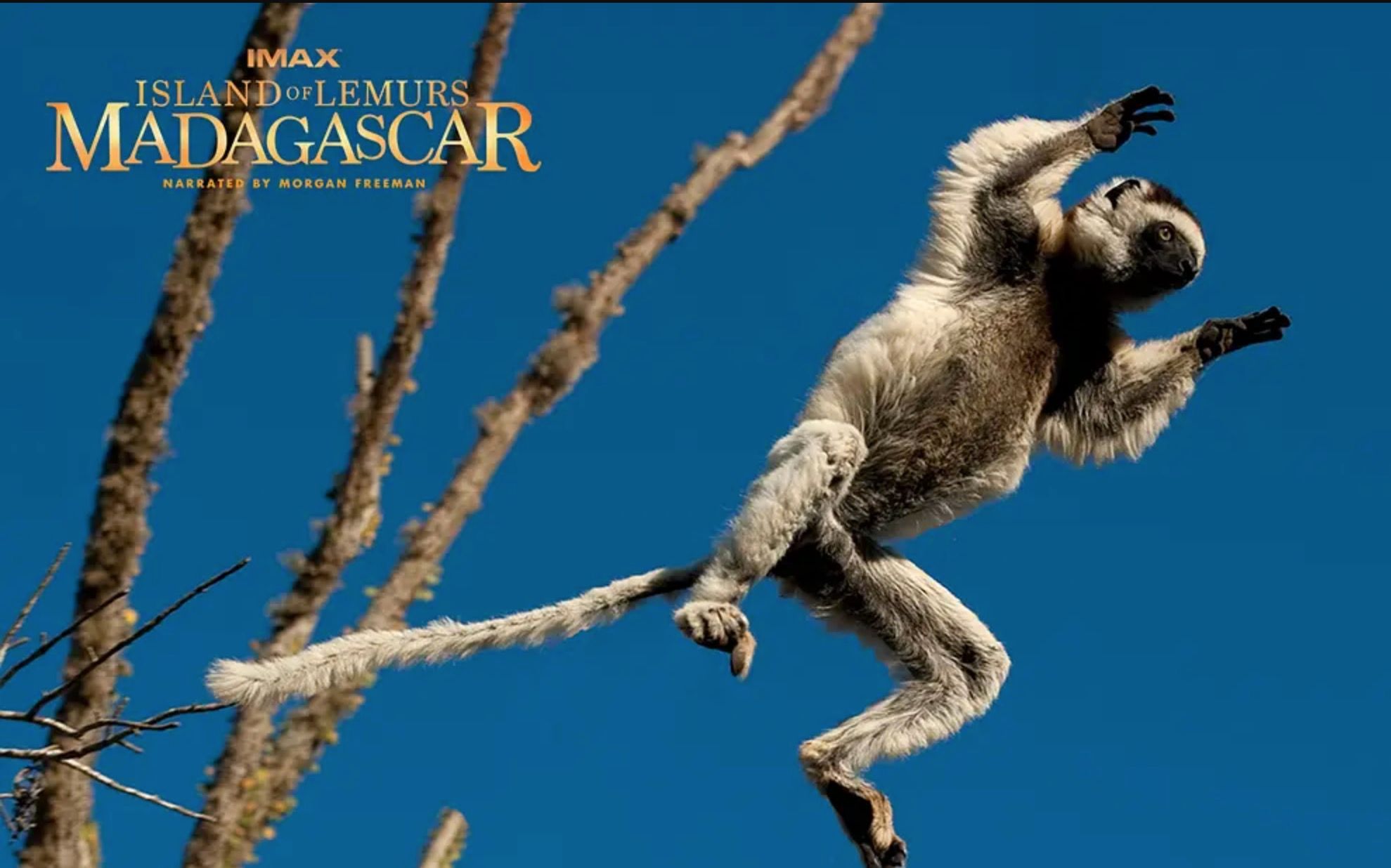 [图]【IMAX】马达加斯加：狐猴之岛 双语字幕 Island Of Lemurs Madagascar