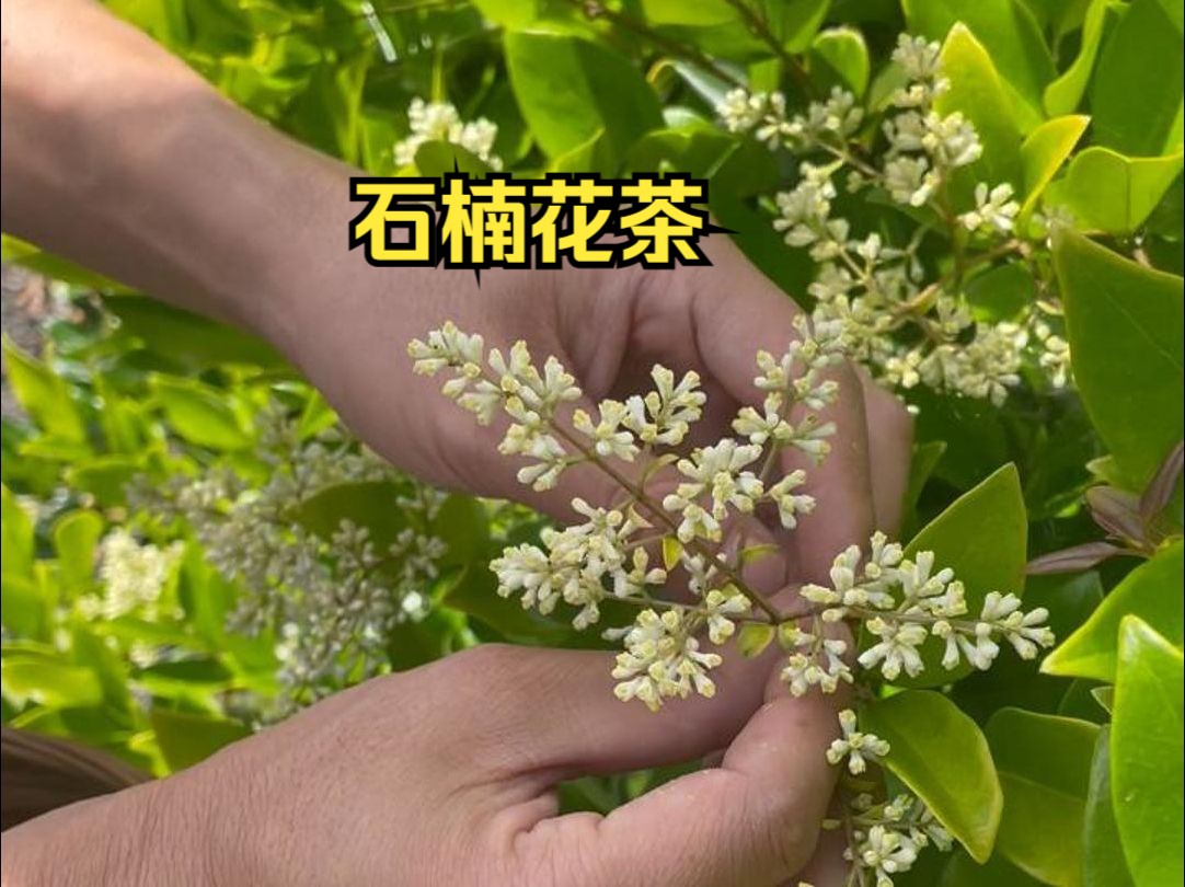 给粉丝准备了最独一无二的茶 石楠花茶
