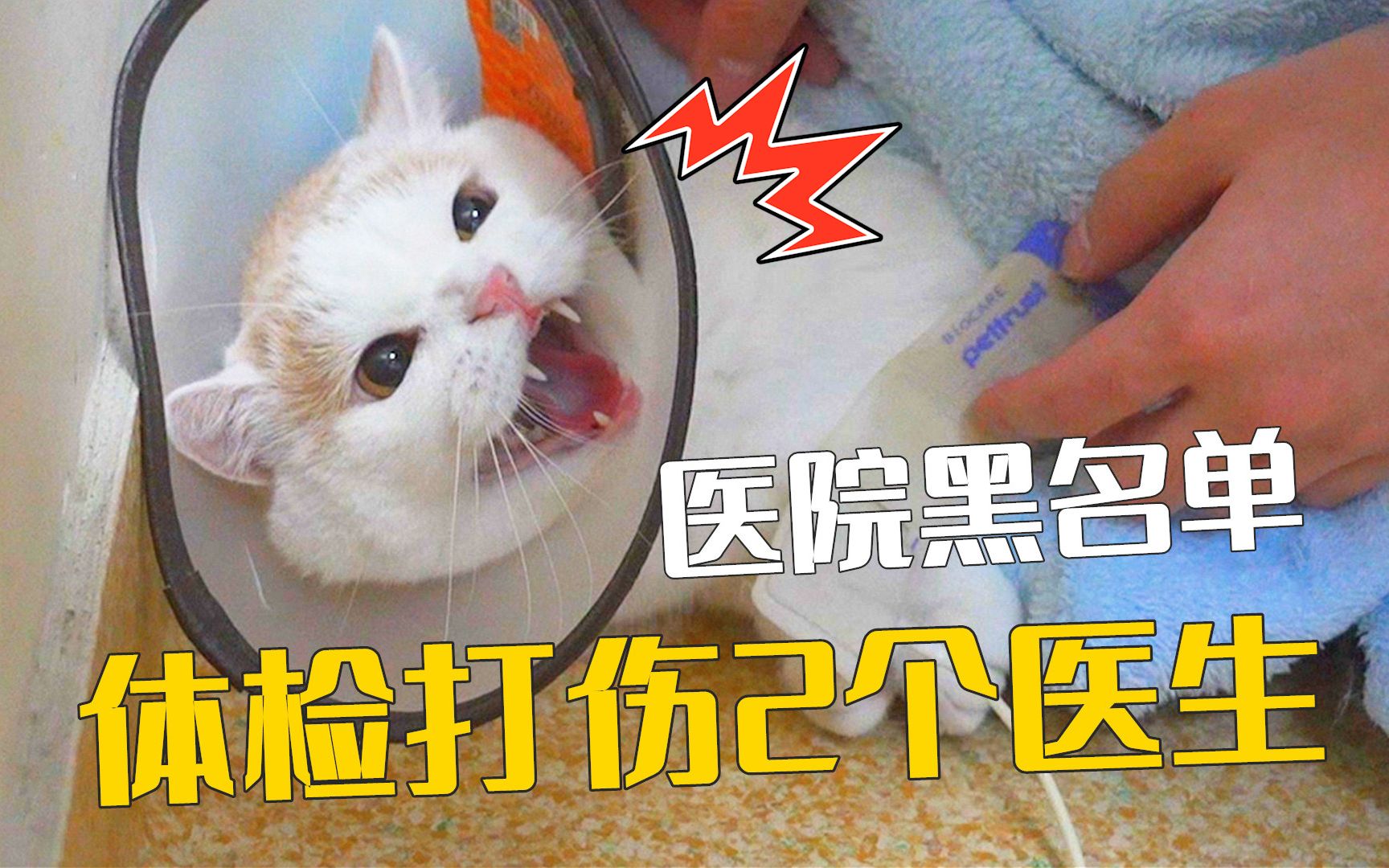 [图]这大概是宠物医院最怕遇到的猫了吧！