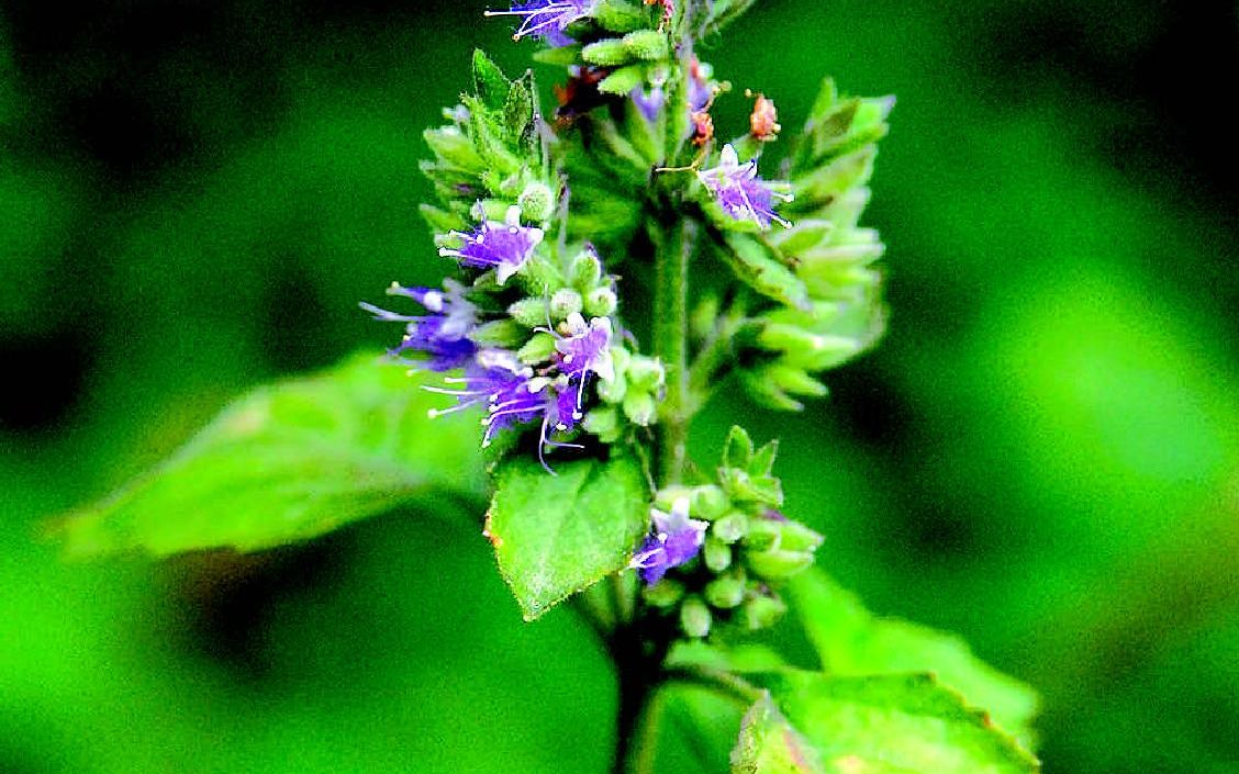 广藿香油频率 l 精油频率 patchouli oil frequencies | frequency of