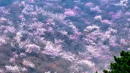 天津市蓟州区道古峪村漫山遍野的桃花#你好天津#点赞天津哔哩哔哩bilibili