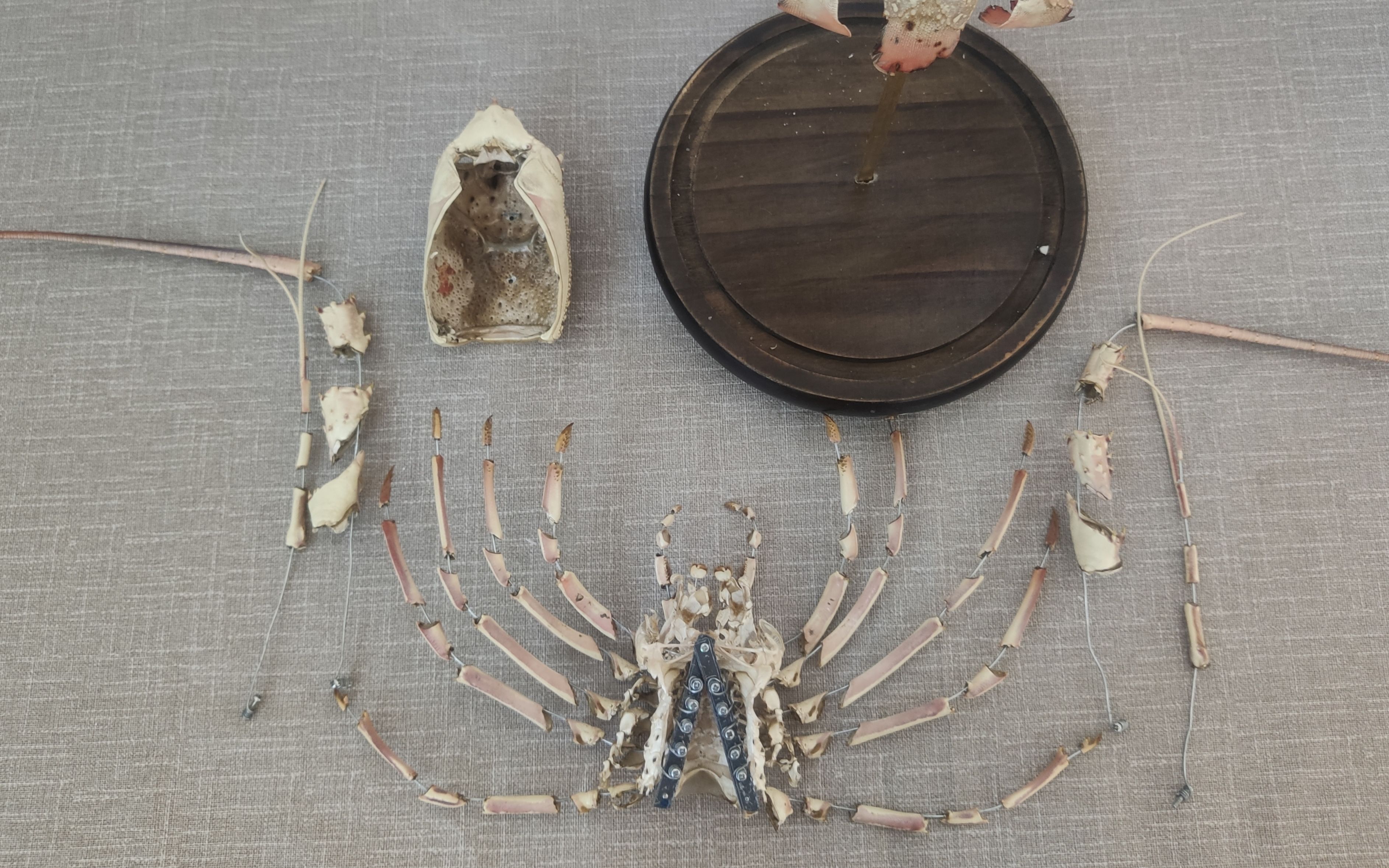 博切恩龙虾标本 番外