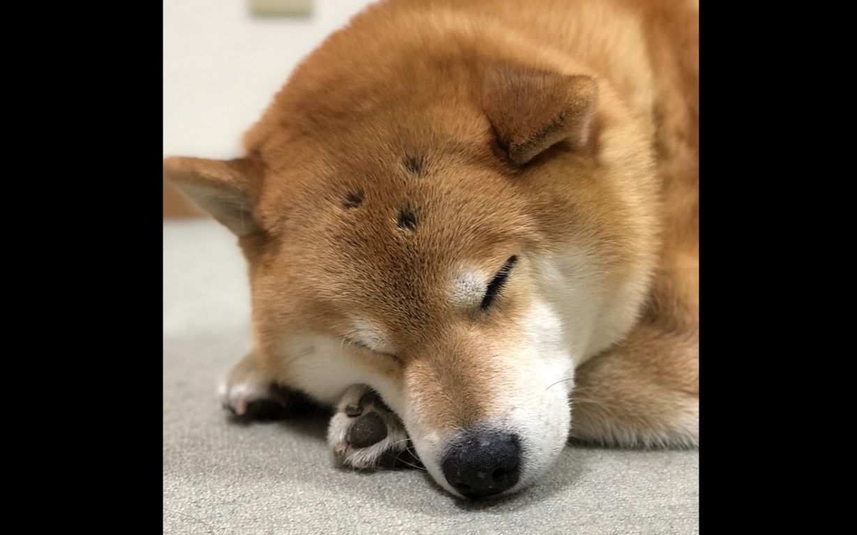 [柴犬maru的日常]耙耙又调皮惹…快把人家脑袋上的洞弄回去啦╮( )╭