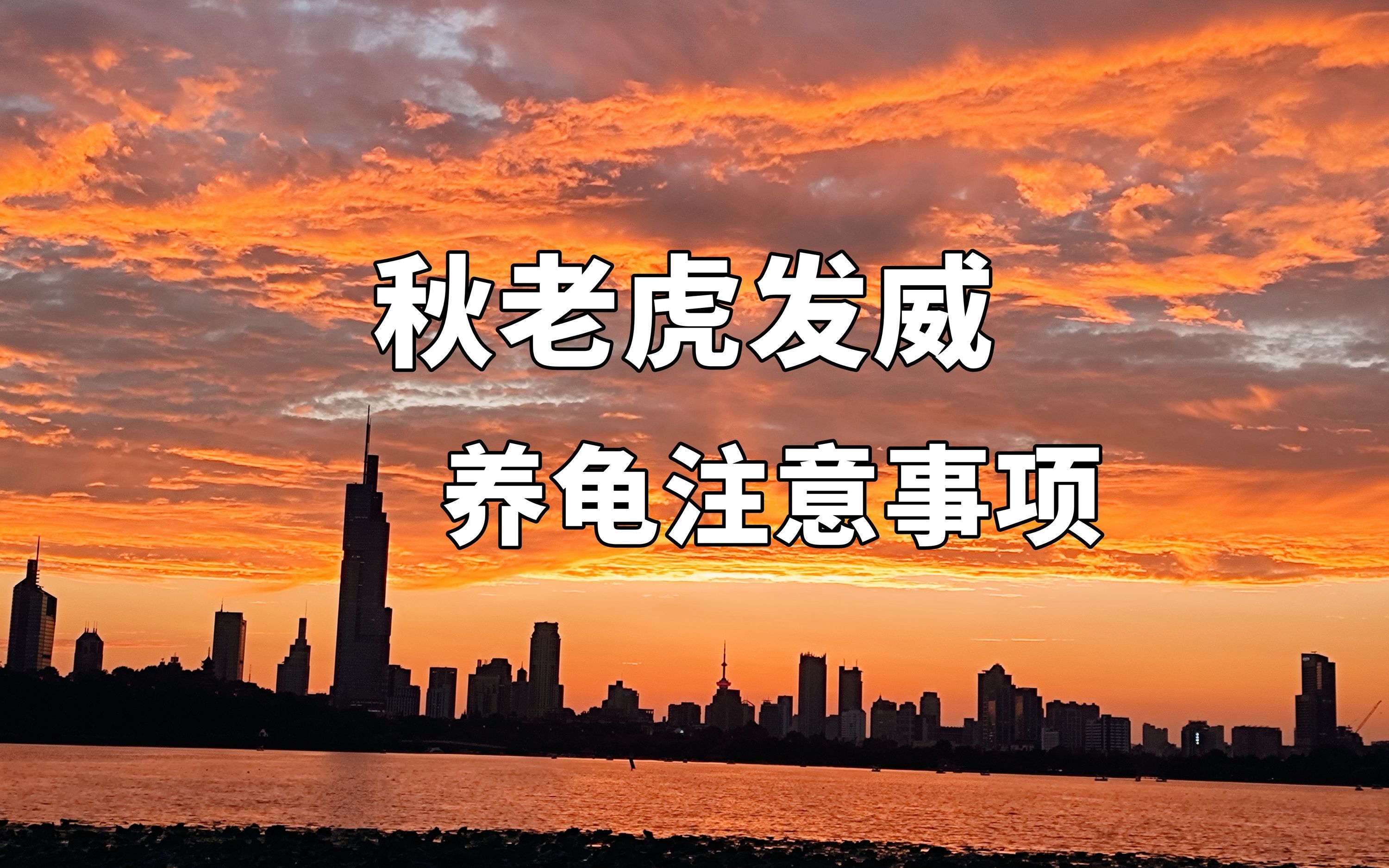 秋老虎发威,秋季气温不正常如何养龟?气候异常期养龟注意事项