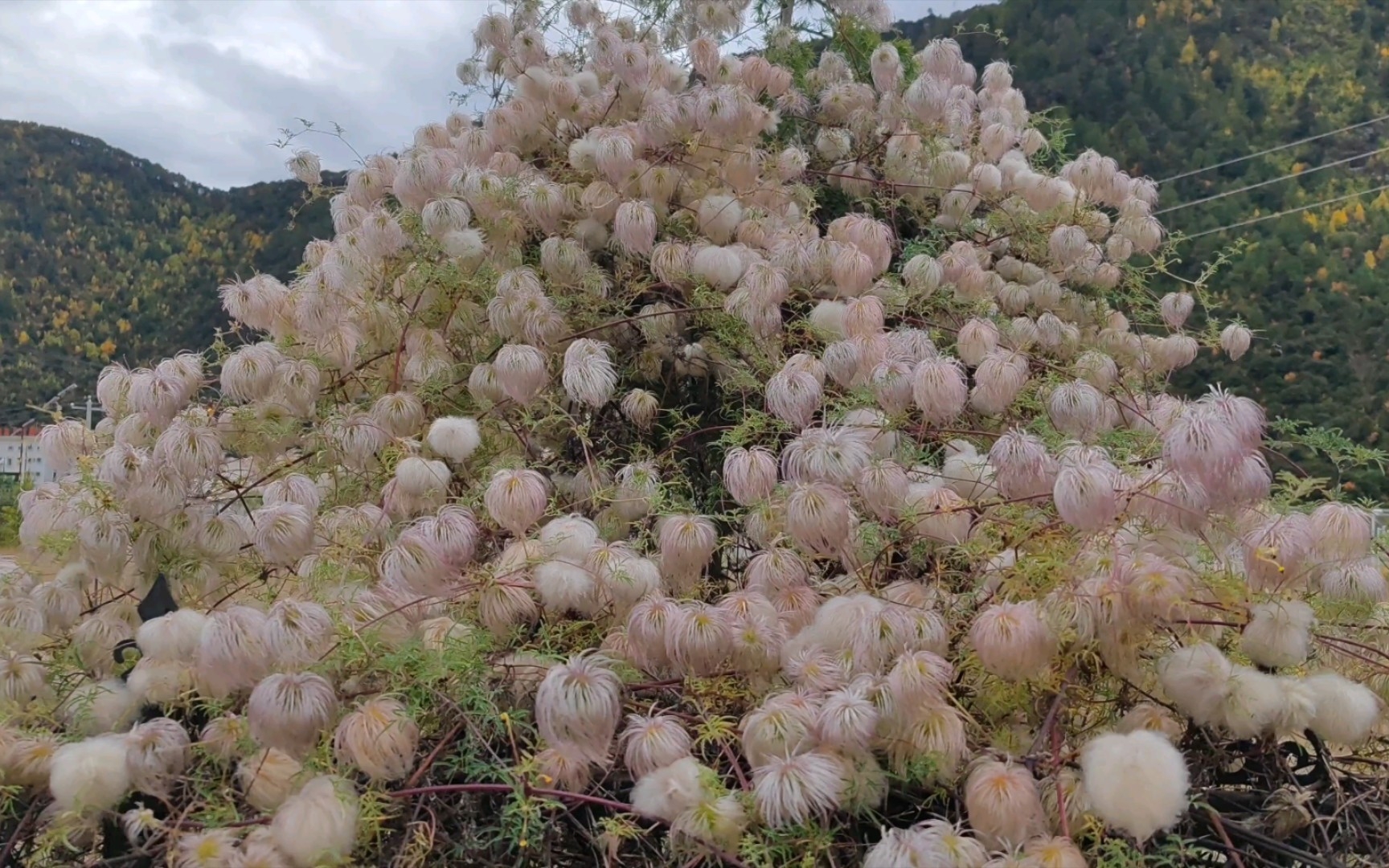 秋天果实外放的铁线莲