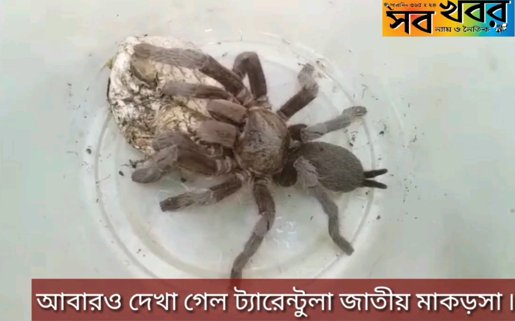 印度阿萨姆缨毛蛛抱蛋的捕鸟蛛东北邦野生捕鸟蛛印度黑缨毛