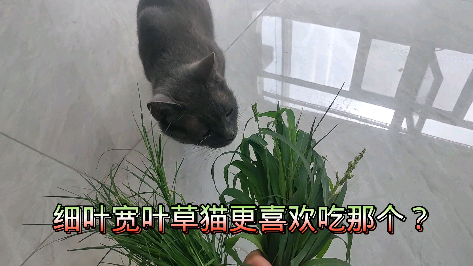 猫还会摇头来配合实测:细叶与宽叶草猫更喜欢吃那个?哔哩哔哩bilibili