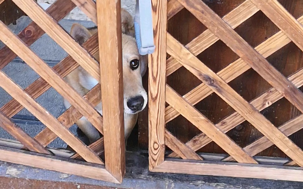 活动作品透过门缝看你的狗狗