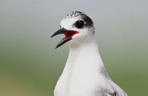 Tải video: [4k]超近距离观察须浮鸥！太须浮了！太须浮了！太须浮了！太须浮了！