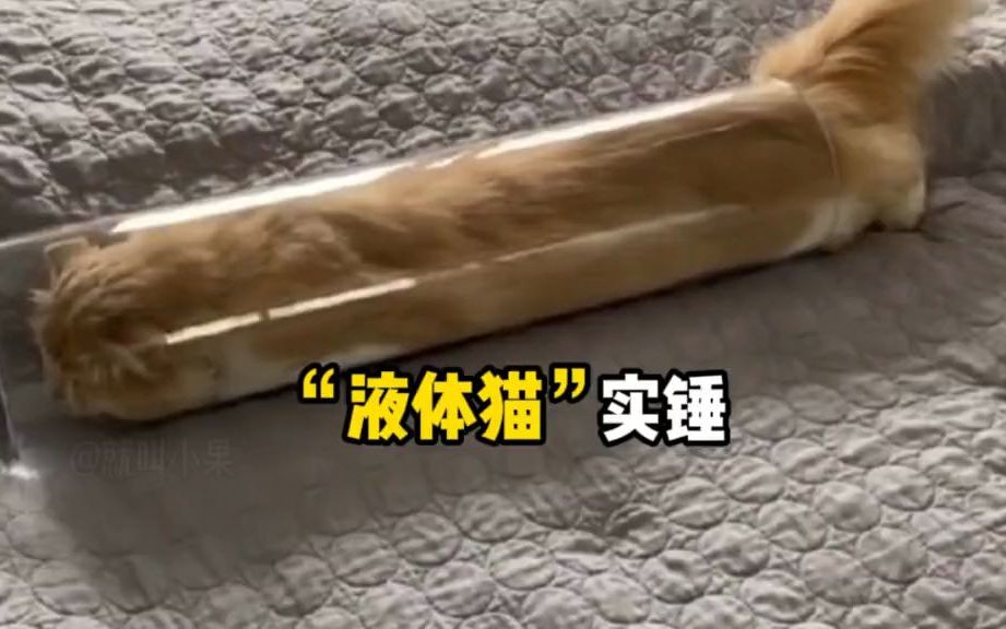 那些“液体猫”赏析,有一种猫是关不住的哔哩哔哩bilibili