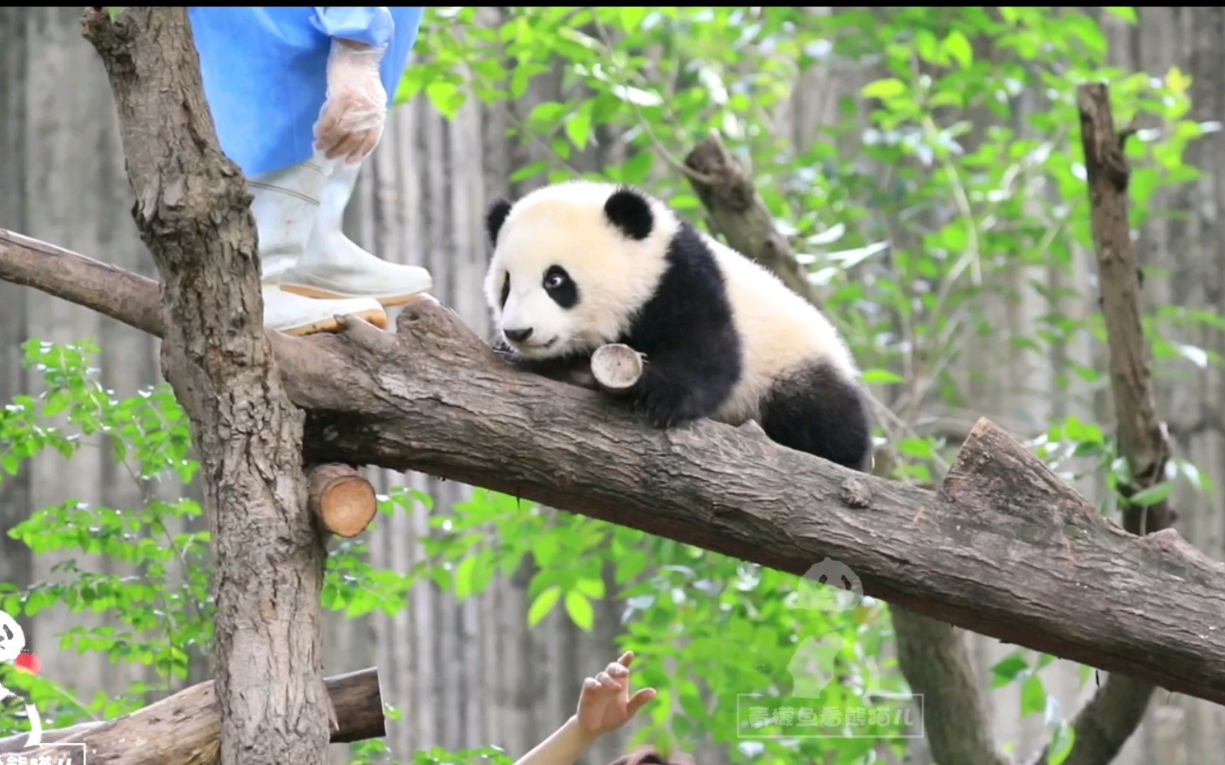 【大熊猫福双】奶爸奶妈想空手套熊,本宝宝可精着了,不吃这套路