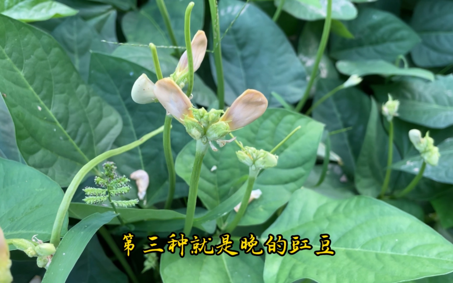 7月份可以种植的13种蔬菜,耐高温长势快,其中有5种可反复采收哔哩哔哩bilibili