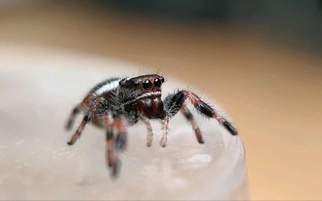 【活人的日常】可爱的黑佛跳蛛