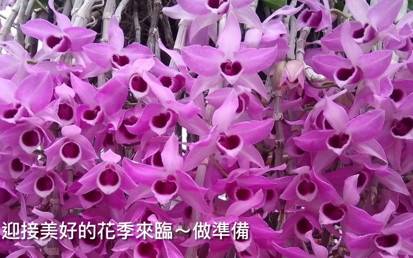 石斛兰养护施肥|终止叶停止叶|成长叶|如何迎接花季来临Dendrobium orchid哔哩哔哩bilibili