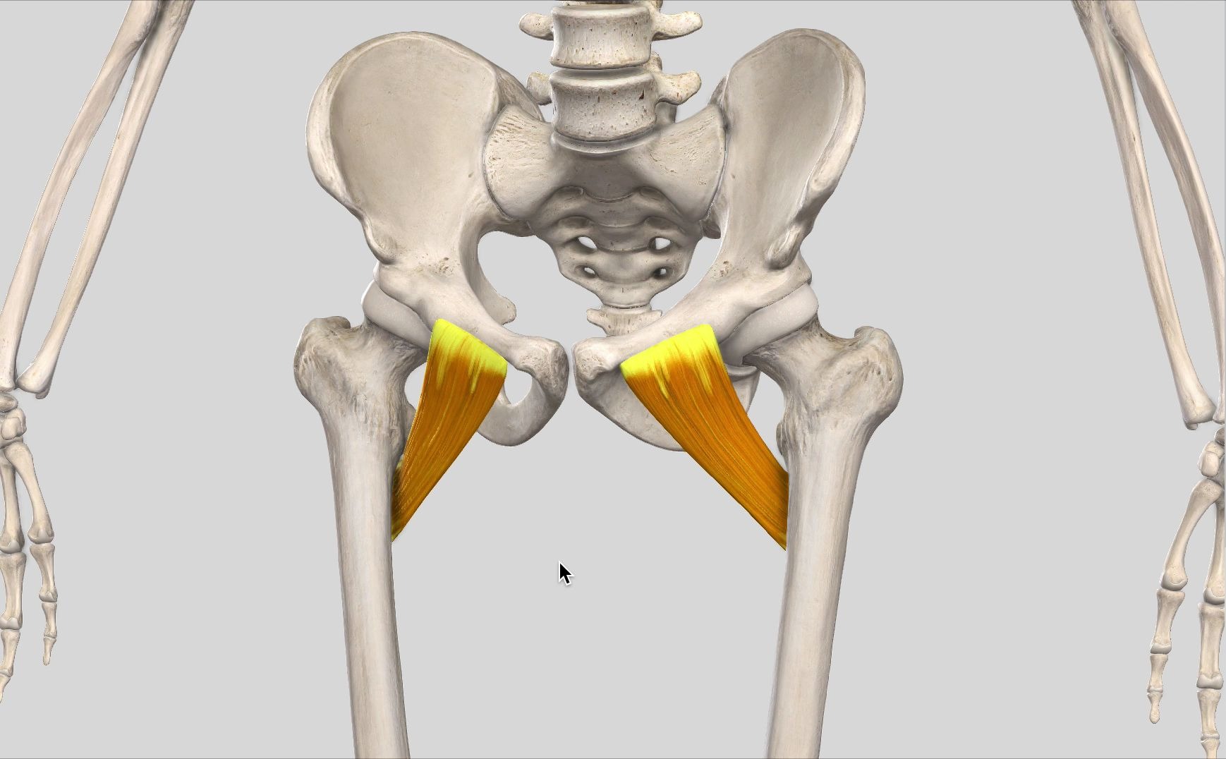 【每日一肌】耻骨肌——大腿根疼痛,慢性盆腔痛,还会导致x型腿的肌肉
