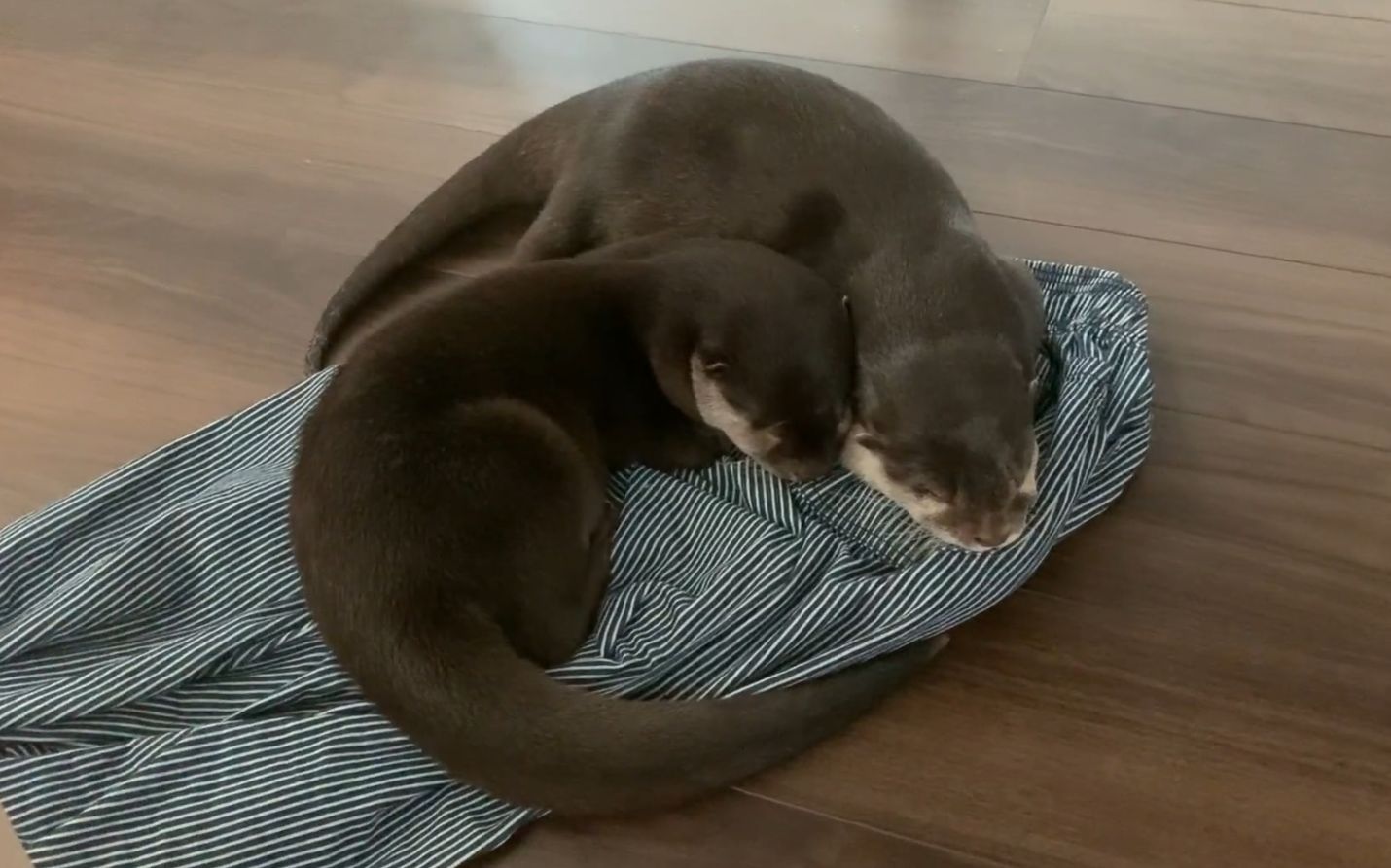 小水獭bingo和belle两只小可爱窝在一起睡觉觉