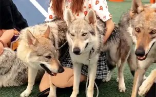 Download Video: 【捷克狼犬】北京第四次捷克狼犬聚会