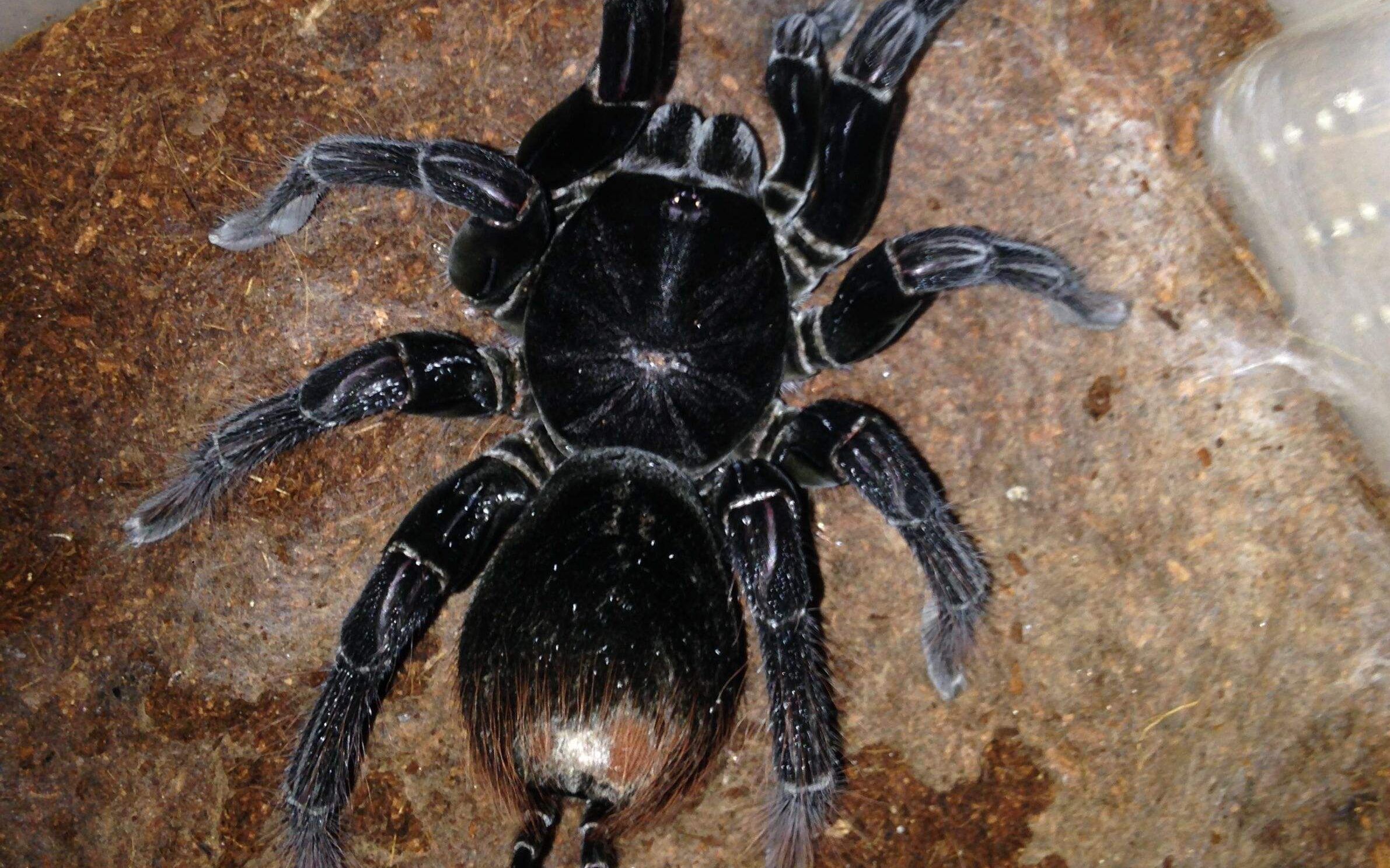 玻利维亚钢铁蓝蜘蛛图片