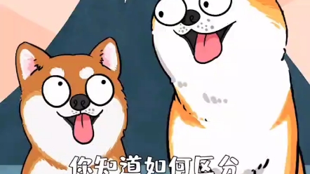 【柴犬】秋田犬与柴犬的区别哔哩哔哩bilibili