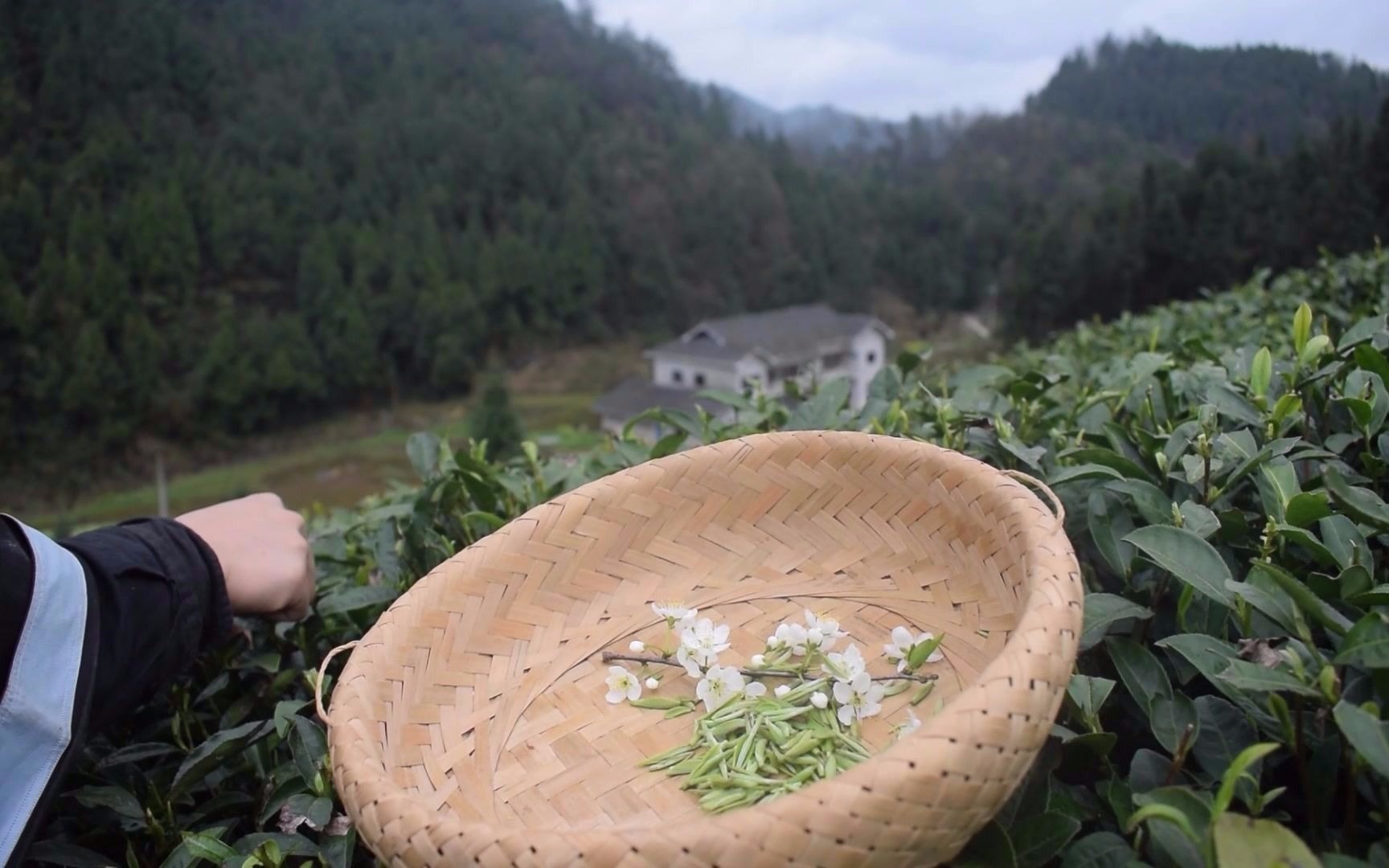 [图]身在茶乡为茶农，采茶是从小练就的童子功！