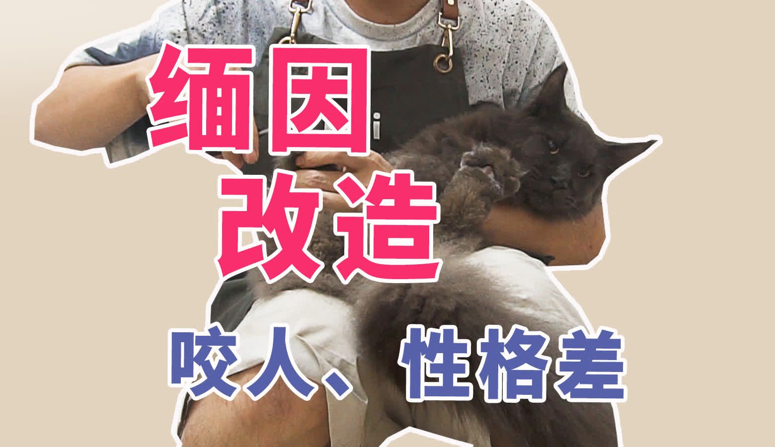 缅因猫改造阿福性格超差还咬人不让摸不让碰哔哩哔哩bilibili