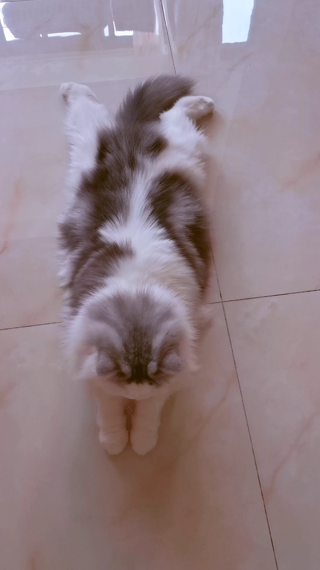 小猫咪的标准"板鸭趴"[妙啊]