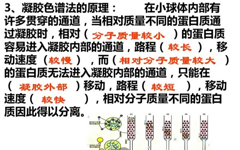 高中生物选修1 血红蛋白哔哩哔哩bilibili