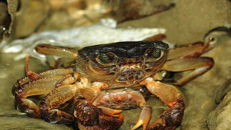 龙溪蟹日常喂食