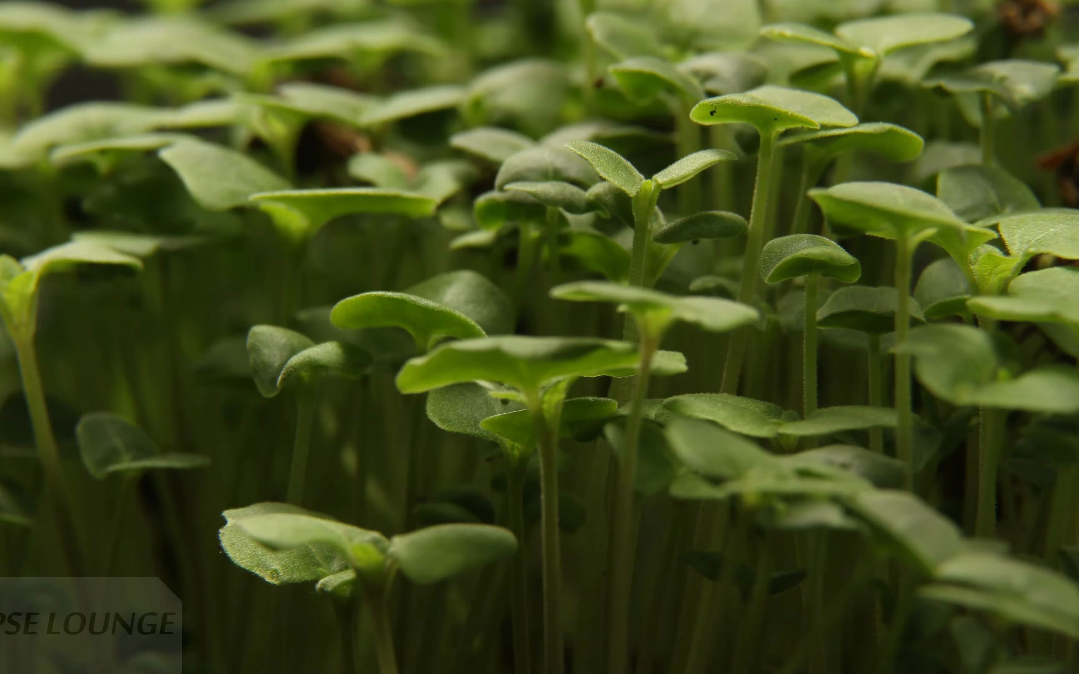 14天奇亚籽发芽生长延时 chia seeds germinating and growing close