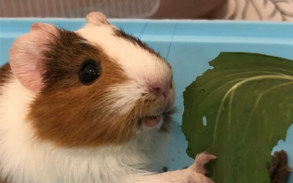 荷兰猪吃东西也太可爱了吧,怎么会有这么可爱的小家伙!