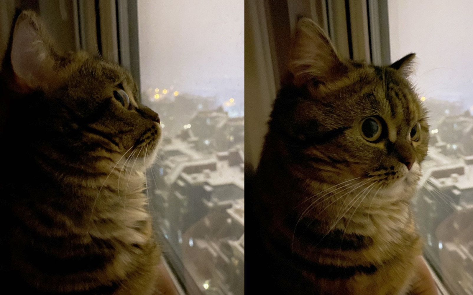 突然下雪带小猫隔窗看雪一脸好奇