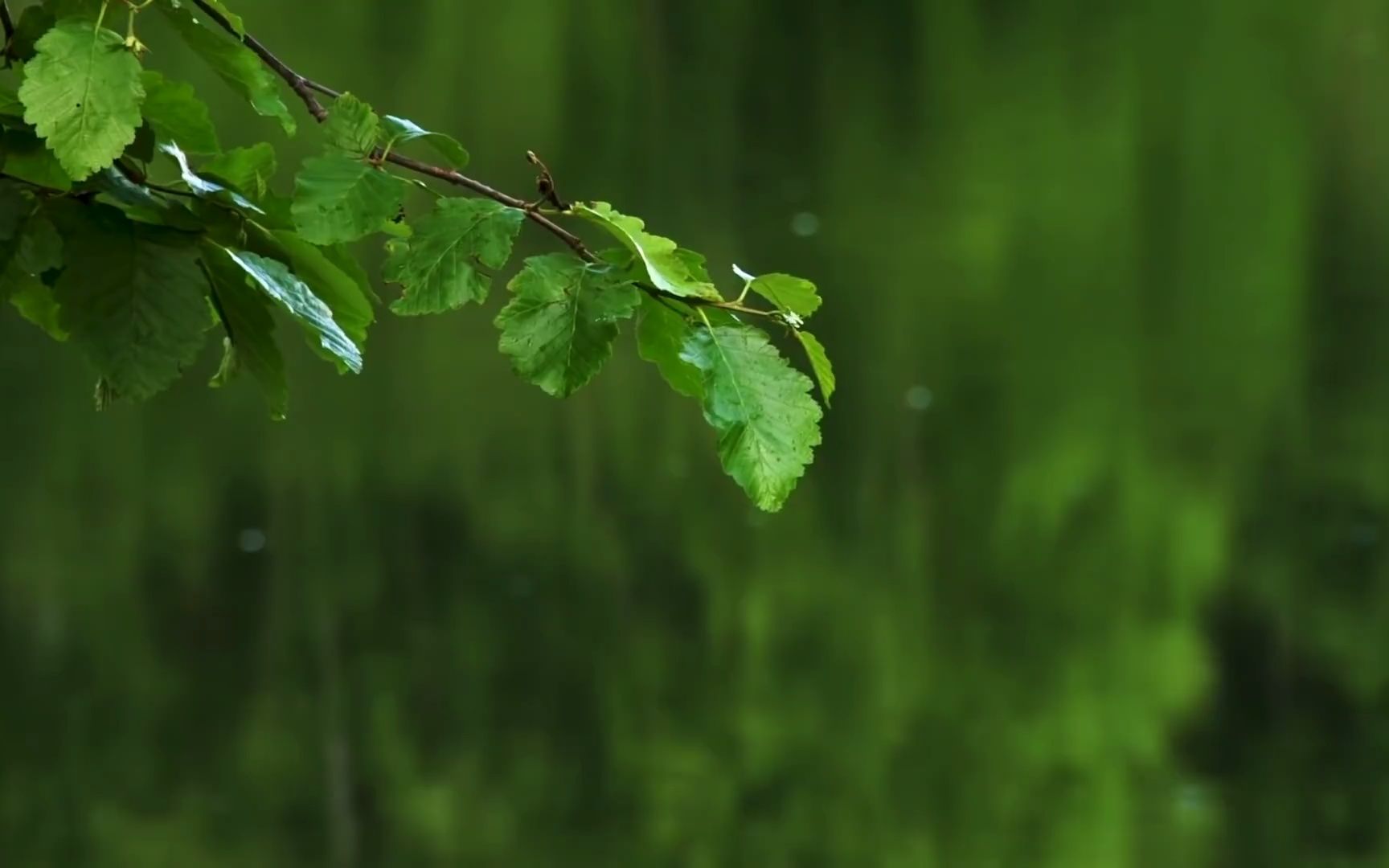 [图]【2小时】平静的湖水上的毛毛细雨，温然的摇篮曲