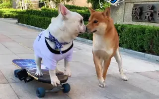 白菜犬 哔哩哔哩 Bilibili 白菜犬 哔哩哔哩 Bilibili